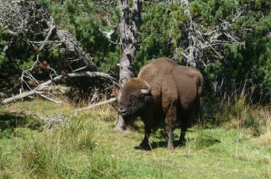 Bisons - Réserve des Monts d'Azur © Médiéval AFDP