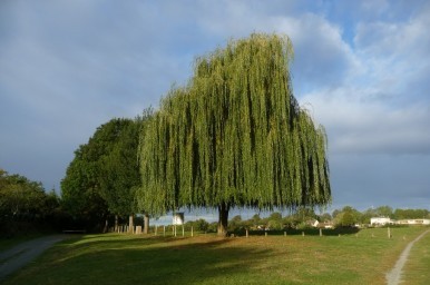 Vue du plan d'eau © Médiéval AFDP