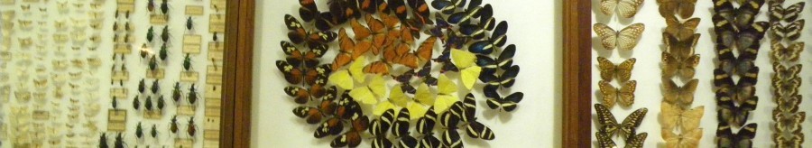 Musée des papillons de Saint-Quentin