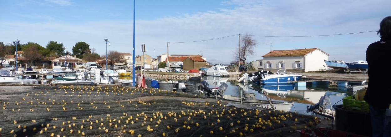 Berges du Canal à Pérols