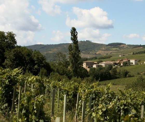 Vue de Juliénas © Médiéval AFDP