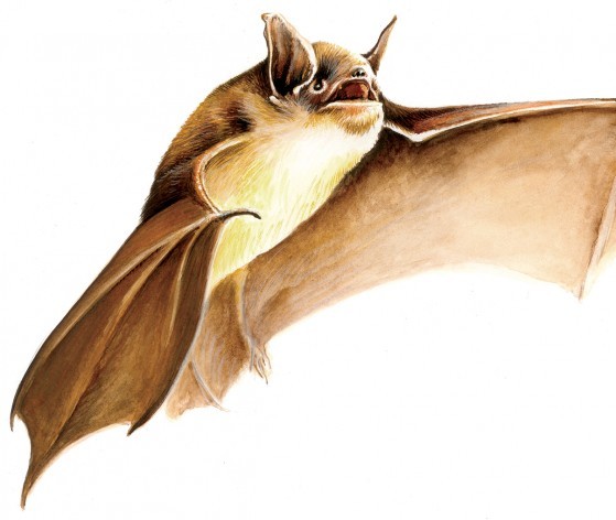 Illustration pour un panneau d'interprétation © Thibaud Guyon Médiéval AFDP
