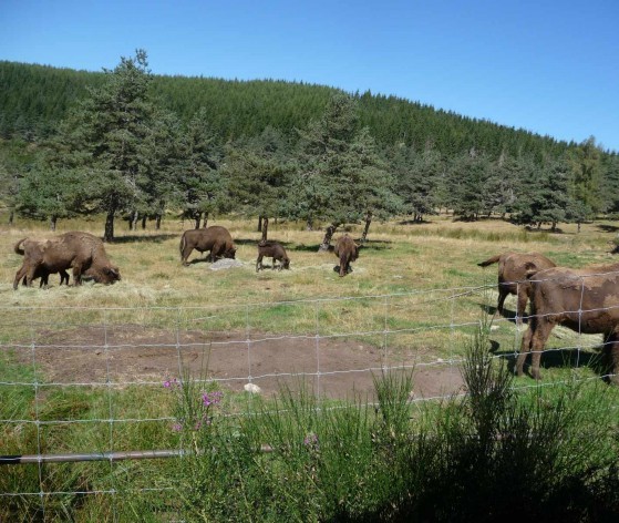 Bisons - Réserbe des Monts d'Azur © Médiéval AFDP