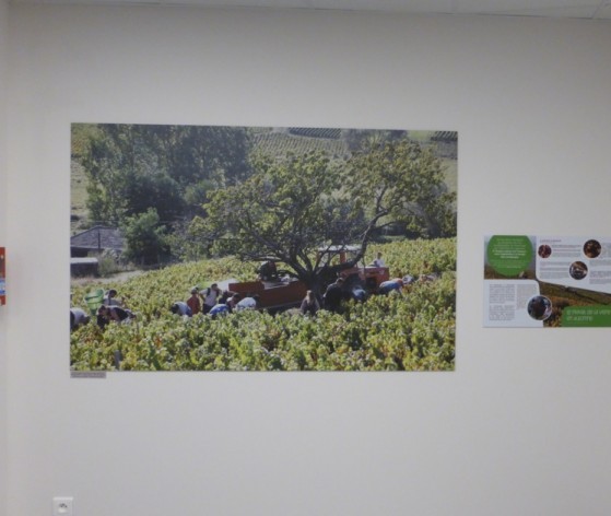 Panneau des vendanges © Médiéval AFDP