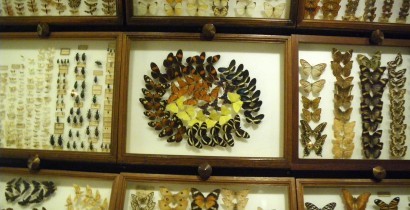 Musée des papillons de Saint-Quentin