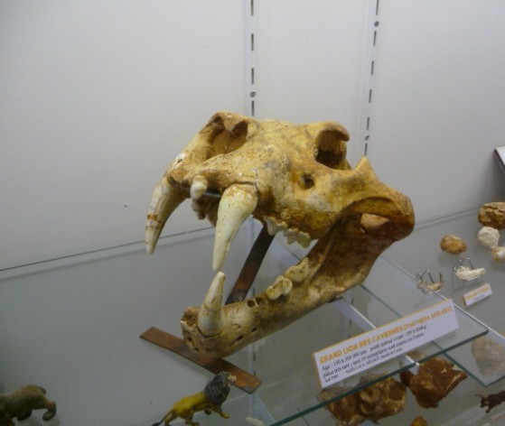 Collections du musée © Médiéval AFDP